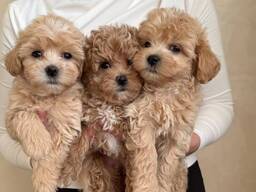 Iemīļotie Maltipoo mazuļi