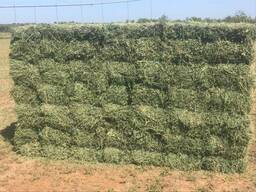 Alfalfa hay bales for sale