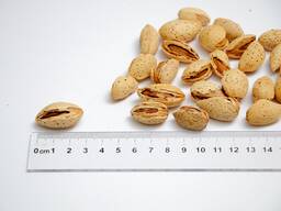 Almond Toshbodom