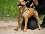American pitbull terrier puppies in Europe- Dognik Bulls kennel 2026 - фото 2