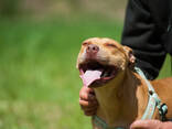 American pitbull terrier puppies in Europe- Dognik Bulls kennel 2026 - фото 4