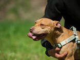 American pitbull terrier puppies in Europe- Dognik Bulls kennel 2026 - фото 5