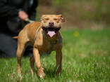 American pitbull terrier puppies in Europe- Dognik Bulls kennel 2026 - фото 8