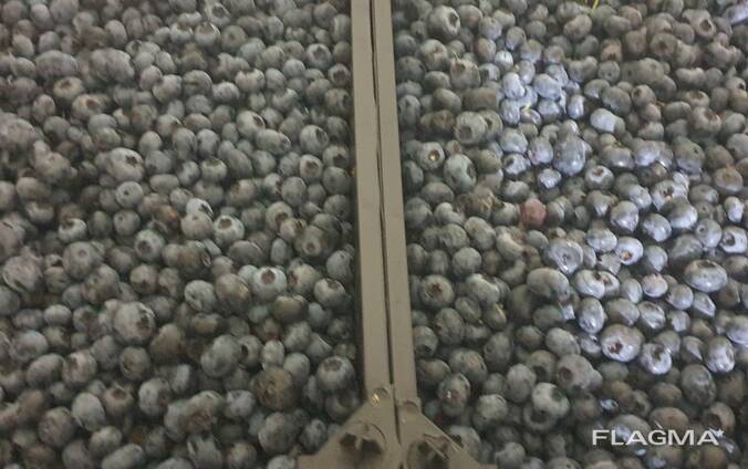 Blueberry from Poland