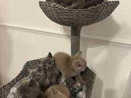 Britu īsspalvainie kaķēni – rūpīgi audzēti