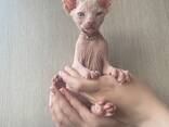 Canadian Sphynxes - фото 3