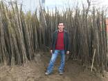 Chandler - Fernor Walnut Saplings (Tree) - фото 3
