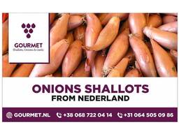 Red Sum (Plant) Shallots