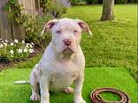 Dog - photo 1