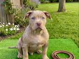 Dog - photo 3