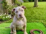 Dog - photo 4