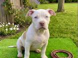Dog - photo 5