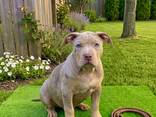 Dog - photo 7