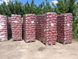 Древесный уголь из твердых пород древесины из Украины