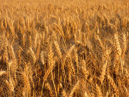 Durum wheat. Protein 13%, 12.5%, 11.5%