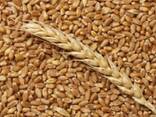 Durum Wheat - With 12% Protein. - фото 1