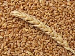 Durum Wheat - With 12% Protein.