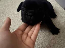 Franču buldoga kucēni, audzēti mājās Berijā kopā ar bērniem un katru dienu aprūpēti. Vesel