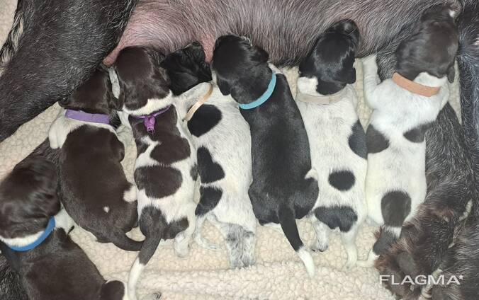 German wirehaired pointer puppies