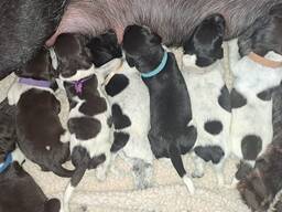 German wirehaired pointer puppies