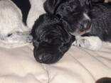 German wirehaired pointer puppies - photo 8