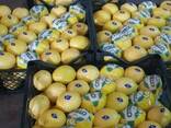 Грейпфрут прямой экспорт из Турции - photo 4