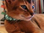 Клубные абиссинские котята - photo 1
