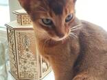 Клубные абиссинские котята - photo 2