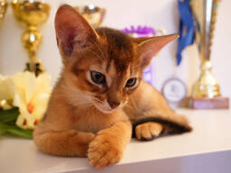 Клубные абиссинские котята