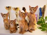 Клубные абиссинские котята - photo 4