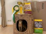 Клубные абиссинские котята - photo 13