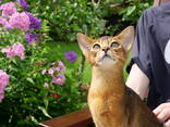 Клубные абиссинские котята - photo 3