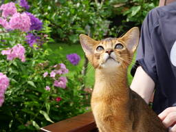 Клубные абиссинские котята