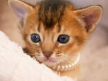 Клубные абиссинские котята - photo 1