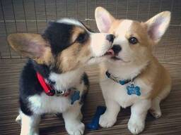 Korgiju kucēni jebkurai jaukai un gādīgai ģimenei. Šī ir Popija.