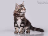 Кошки - фото 1