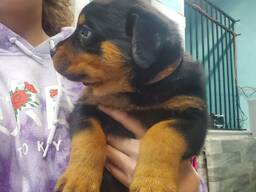 Krāšņi, drukni rotveilera kucēn