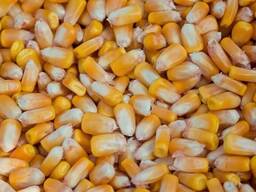 CORN