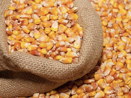 Кукуруза, пшеница, подсолнечник