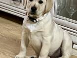 Labradora kucēni - photo 2