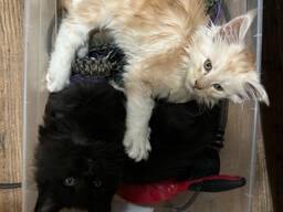 Lielāka murrāšana, lielākas sirdis — Meinas jenotu kaķēni ar lielu kaķa raksturu!