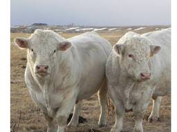 Live Bull Cattle For Sale / Cheap Live Holstein Heifers Cow