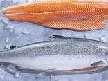 Mackerel Fish/ Frozen Whole Salmon Fish/ Norwegian Prink Salmon Price for sale - photo 1