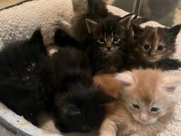 Meinas jenotsu kaķēni