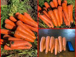 Морковь продажа оптом