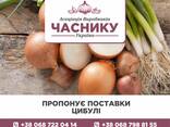 Onions - photo 7