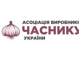 Piedāvājam ķiploku pārdošanu eksportam