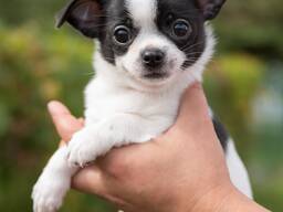 Предлагаются щенки чихуахуа.