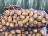 Poļu kartupeļi: Vineta, Soraya, Queen Anne un citi. - фото 1