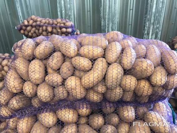 Poļu kartupeļi: Vineta, Soraya, Queen Anne un citi.